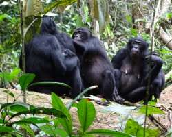The park is a home to a wide range of animal species including bonobos, Thollon's red colobus, leopard, chevrotain, forest buffalo and many more. Bird